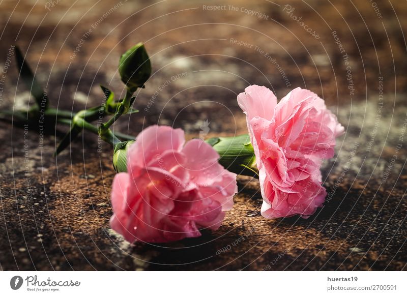 Blumenstrauß aus rosa Nelkenblüten elegant Stil Design Feste & Feiern Valentinstag Hochzeit Geburtstag Kunst Natur Pflanze natürlich grün Liebe Romantik Farbe