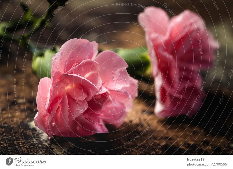 Blumenstrauß aus rosa Nelkenblüten elegant Stil Design Feste & Feiern Valentinstag Hochzeit Geburtstag Natur Pflanze grün Liebe Romantik Farbe Hintergrund