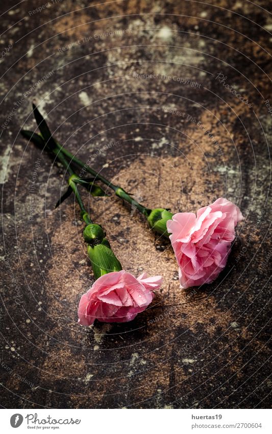 Blumenstrauß aus rosa Nelkenblüten elegant Stil Design Valentinstag Kunst Natur Pflanze natürlich oben grün Liebe Romantik Farbe Hintergrund geblümt