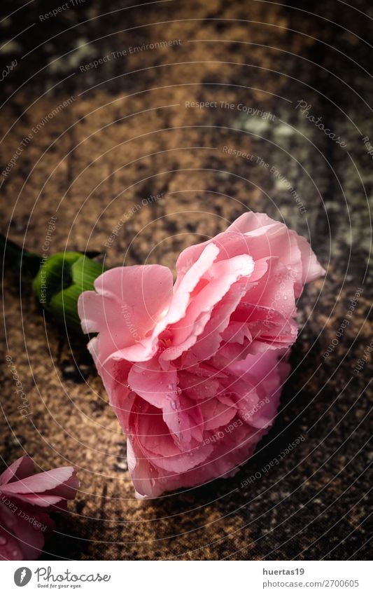 Blumenstrauß aus rosa Nelkenblüten elegant Stil Design Feste & Feiern Valentinstag Hochzeit Geburtstag Kunst Natur Pflanze natürlich oben grün Romantik Farbe