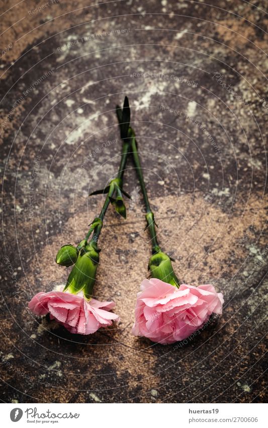 Blumenstrauß aus rosa Nelkenblüten elegant Stil Design Feste & Feiern Valentinstag Hochzeit Geburtstag Natur Pflanze grün Liebe Romantik Farbe Hintergrund