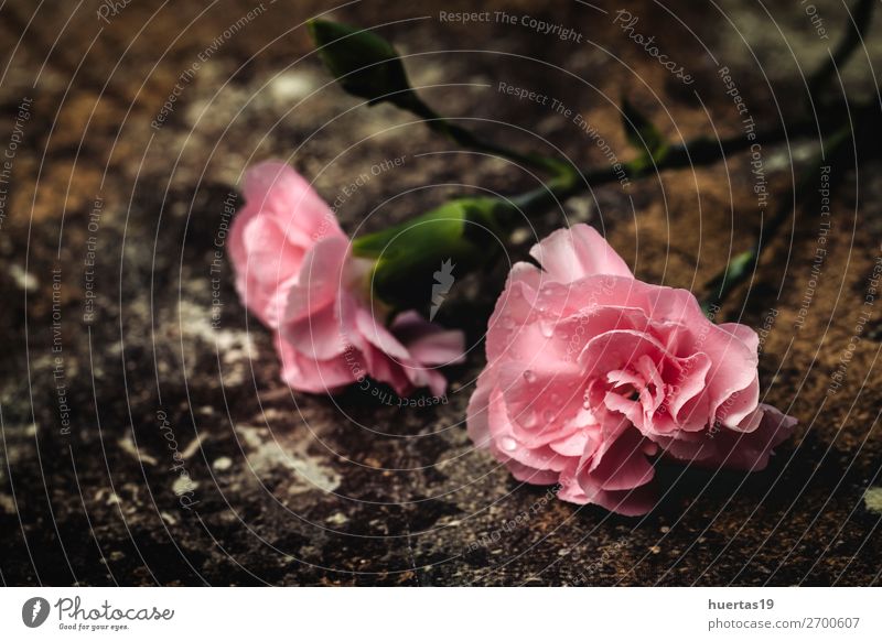 Blumenstrauß aus rosa Nelkenblüten elegant Stil Design Valentinstag Kunst Natur Pflanze natürlich grün Liebe Romantik Farbe Hintergrund geblümt Valentinsgruß