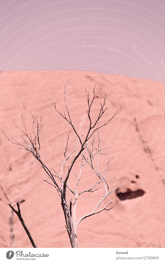 uluru XVII, australien Leben Ferien & Urlaub & Reisen Tourismus Ausflug Abenteuer Sonne Natur Pflanze Sand Wolken Frühling Baum Gras Park Felsen Wüste Vogel