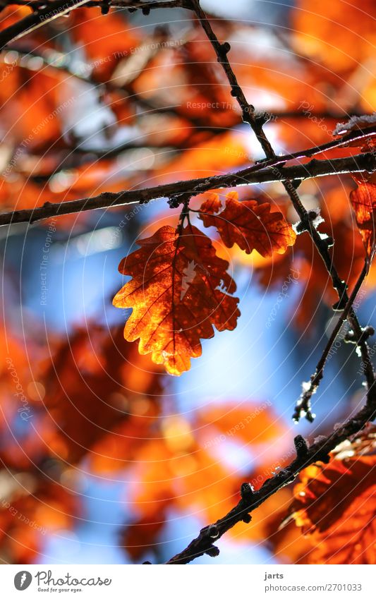 winterlaub Natur Himmel Herbst Winter Schönes Wetter Pflanze Baum Blatt Wald natürlich braun gold rot Gelassenheit ruhig Farbfoto Außenaufnahme Nahaufnahme