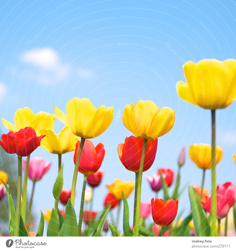 Frühlingserwachen Umwelt Natur Himmel Schönes Wetter Blume Tulpe Blüte Garten Blühend leuchten Wachstum Fröhlichkeit frisch hell natürlich positiv blau gelb