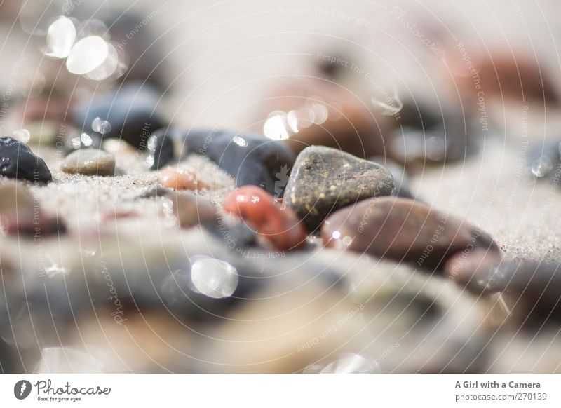 Hiddensee l pebbles Umwelt Natur Urelemente Sand Wasser Schönes Wetter Küste Ostsee Meer Insel glänzend liegen Glätte mehrfarbig Farbfoto Außenaufnahme