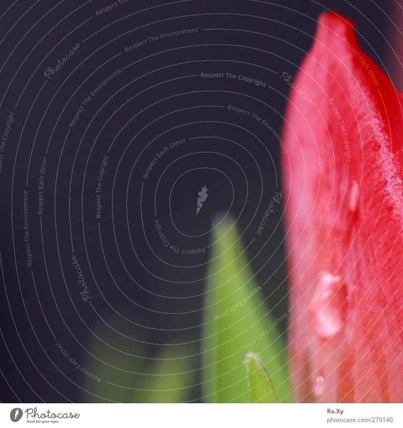 achtung - SPITZ ! Natur Pflanze Frühling Blume Tulpe Garten Frühlingsgefühle schön Regen Farbfoto mehrfarbig Nahaufnahme Makroaufnahme Strukturen & Formen