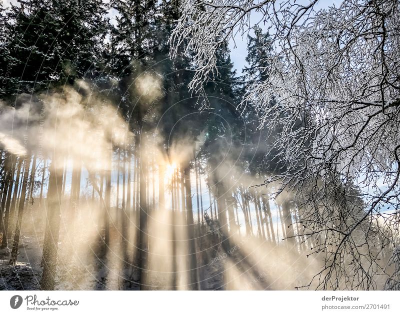 Winterwald im Gegenlicht Harz V Sturmschaden Borkenkäfer Klimawandel Gebirge Sachsen-Anhalt Abenteuer Tourismus Ausflug Freiheit Sightseeing Schnee Winterurlaub