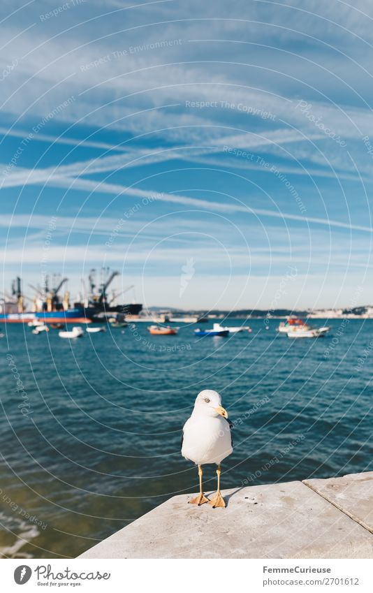 Seagull in front of port in Trafaria Tier Ferien & Urlaub & Reisen Möwe Hafen Reisefotografie Urlaubsfoto Urlaubsstimmung Kondensstreifen Schönes Wetter
