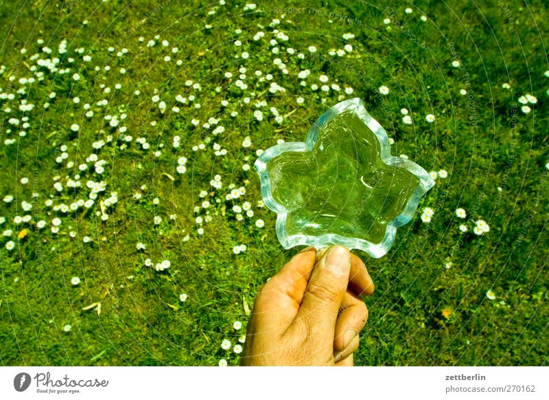 Wiese Sommer Garten Hand Finger Umwelt Natur Landschaft Pflanze Frühling Klima Grünpflanze Erholung Wachstum Freude Fröhlichkeit Zufriedenheit gartenkolonie