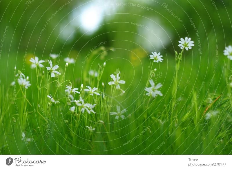 Nahaufnahme weiße zarte Blümchen auf Frühlingswiese Umwelt Natur Pflanze Blume Gras Blüte Wiese frisch grün zartes Grün filigran Blühend Blühende Landschaften
