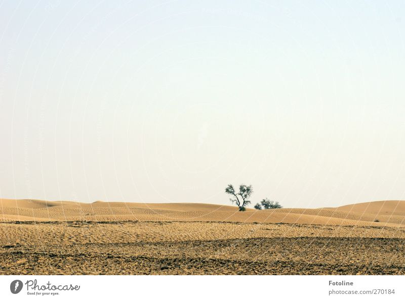 Abu Dhabi {Für Haus Capri, außer für Time ;-) } Umwelt Natur Landschaft Urelemente Erde Sand Himmel Wolkenloser Himmel Schönes Wetter Wärme Baum Grünpflanze