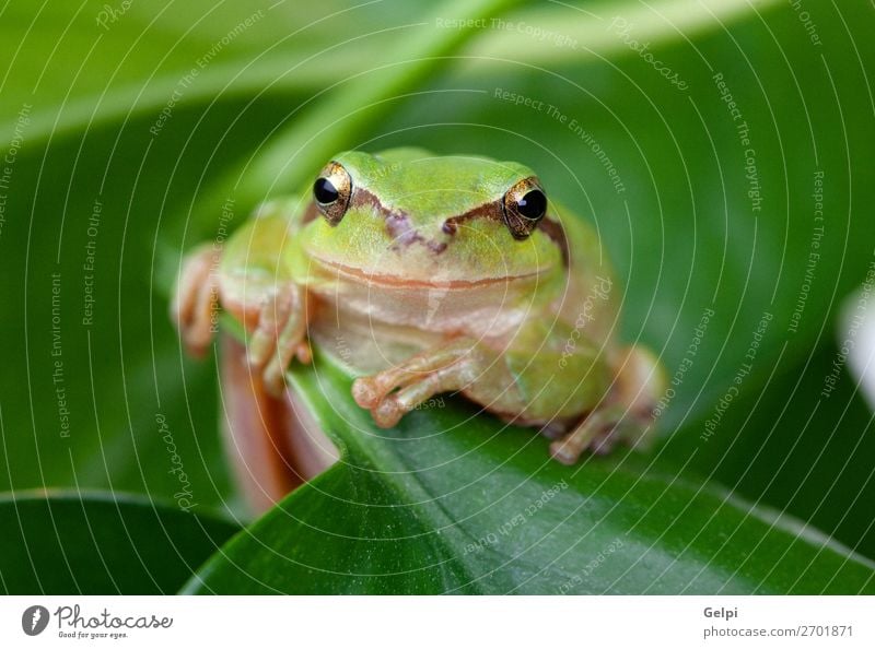 Grüner Frosch mit prallen Augen golden Umwelt Natur Pflanze Tier Baum Blatt Haustier sitzen klein lustig nass schleimig grün weiß Kraft Farbe Amphibie Tierwelt