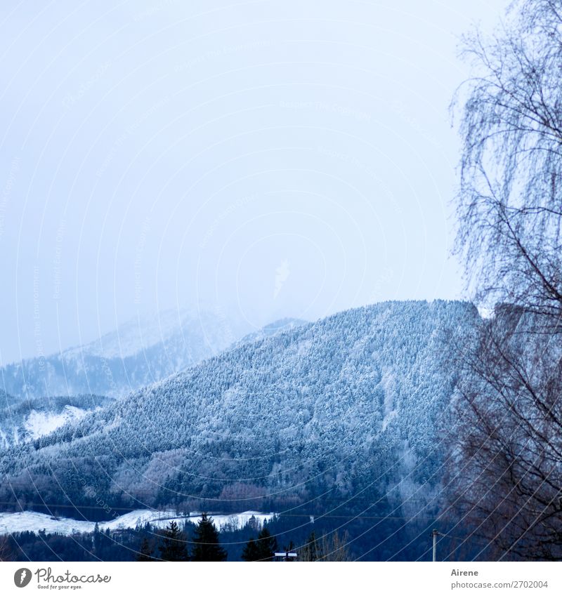 in höheren Lagen Schnee Landschaft Himmel Winter Baum Wald Hügel Alpen Berge u. Gebirge Alpenvorland Bergwald hell blau weiß ruhig Leichtigkeit Natur Landleben