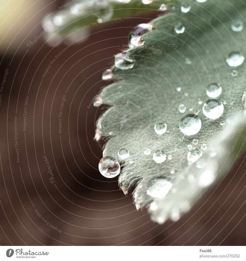 Ab....Perl....Effekt Pflanze Wasser Wassertropfen Regen Blatt Grünpflanze Garten Tropfen frisch kalt nass natürlich Sauberkeit braun grün Erfolg Kraft