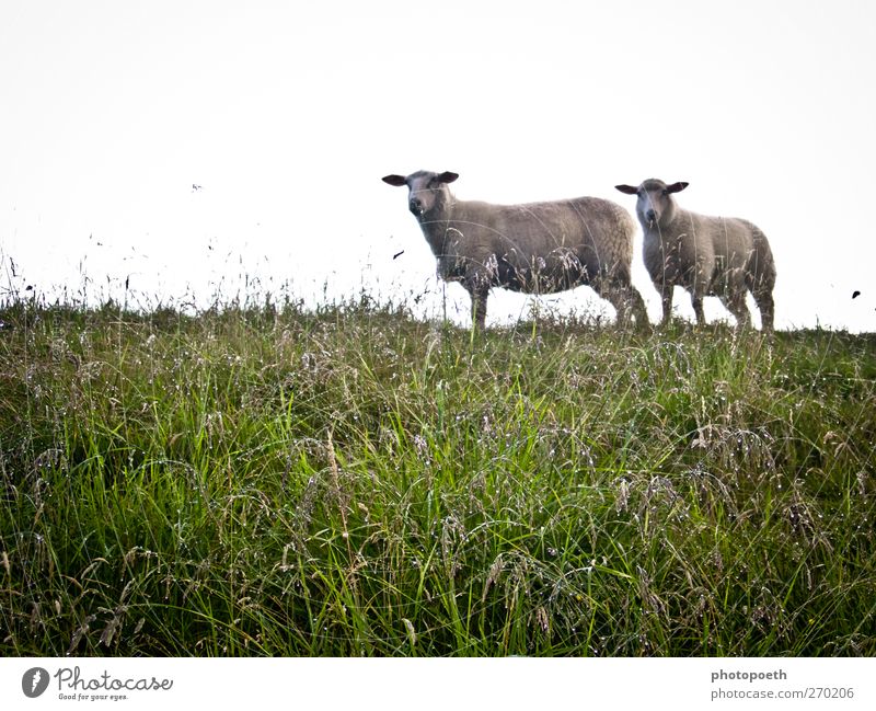 Schafe, wie begossene Pudel... Natur Wassertropfen schlechtes Wetter Regen Gras Wiese Tier Nutztier 2 grün nass Farbfoto Außenaufnahme Textfreiraum links