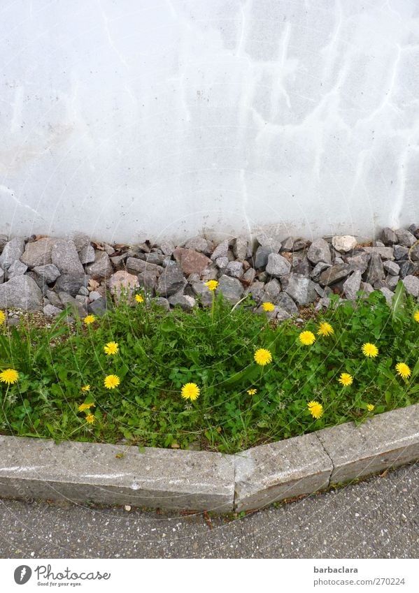 Farbtupfer im Alltag Frühling Pflanze Löwenzahn Park Wiese Mauer Wand Straße Wege & Pfade Wegrand Stein Beton Blühend Wachstum schön gelb grau grün Stimmung
