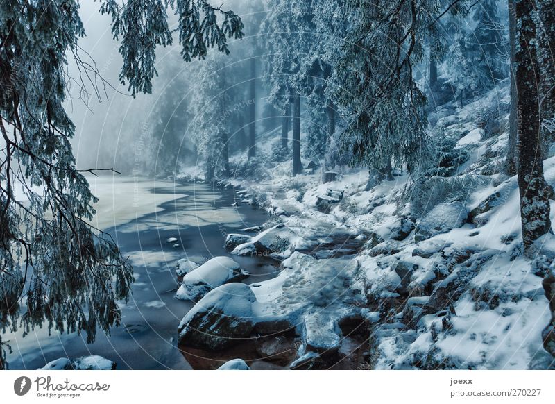 Märchen Natur Winter schlechtes Wetter Nebel Eis Frost Schnee Wald Seeufer kalt blau schwarz weiß Idylle Klima Mummelsee traumhaft fantastisch Märchenwald