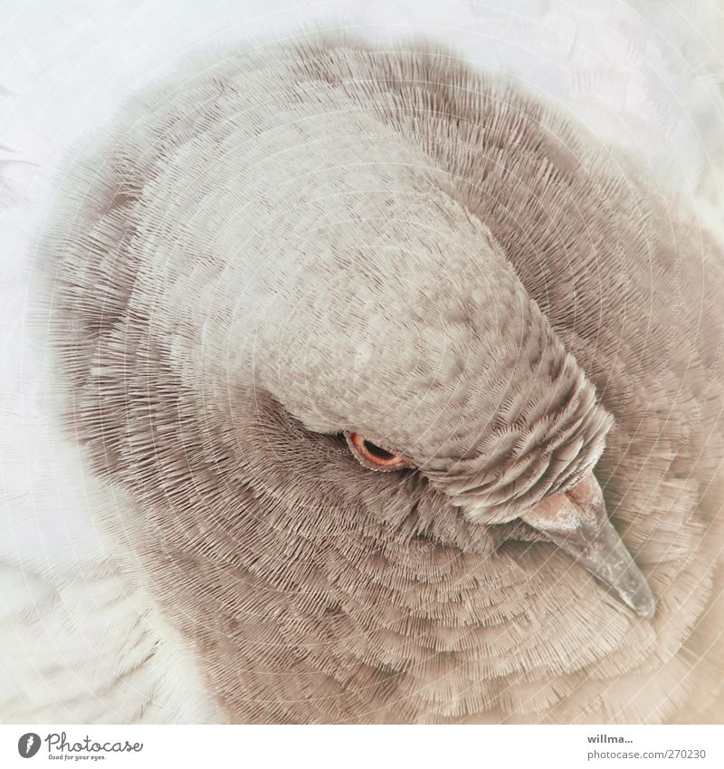 Kopf einer schönen Taube Tier Vogel Feder gefiedert Schnabel braun weiß Vogelperspektive