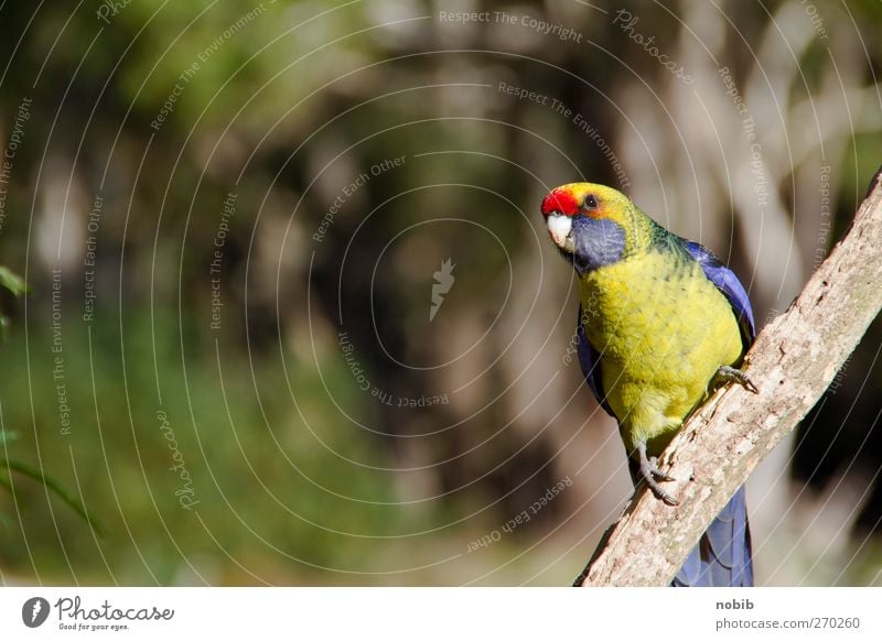 australischer Sittich Natur Sommer Park Tier Haustier Wildtier Vogel Flügel Krallen 1 frech niedlich blau mehrfarbig gelb grau grün rot friedlich Farbfoto