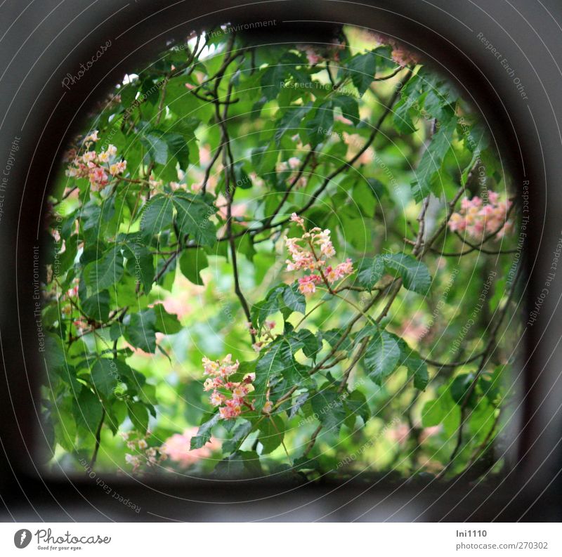 Blick durchs Fenster auf blühenden Kastanienbaum Natur Pflanze Sonnenlicht Frühling Schönes Wetter Baum Blatt Blüte Park Ruine Blühend entdecken grau grün rosa