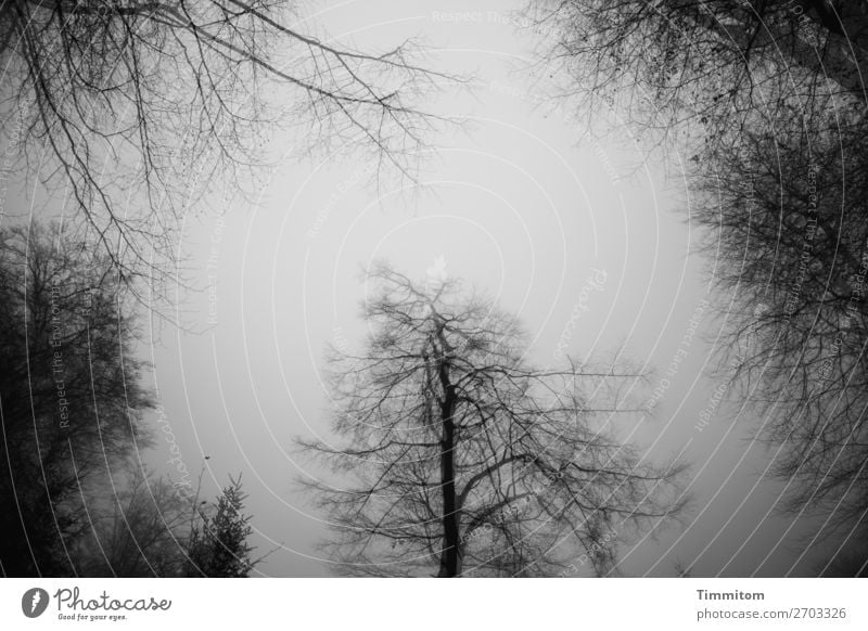 Nebel im Wald Umwelt Natur Pflanze Himmel Winter Baum dunkel natürlich grau schwarz weiß Gefühle Doppelbelichtung Schwarzweißfoto Außenaufnahme Menschenleer Tag