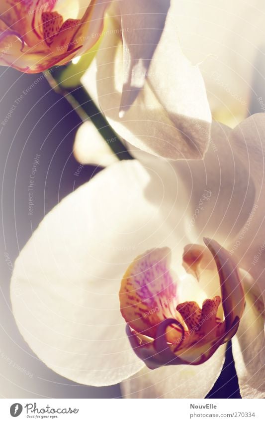 Awaking. Pflanze Orchidee Duft elegant weich violett rosa Farbfoto Innenaufnahme Textfreiraum Mitte