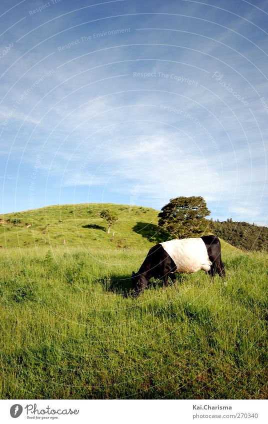 Bi Color Cow Landschaft Gras Wiese Tier Kuh 1 Farbfoto Textfreiraum oben Textfreiraum unten Tierporträt