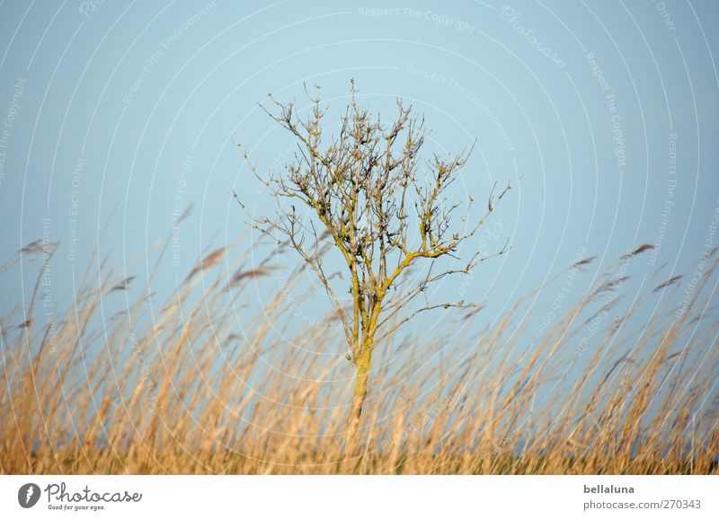 Hiddensee | Einzelgänger Umwelt Natur Landschaft Pflanze Himmel Wolkenloser Himmel Frühling Schönes Wetter Baum Gras Sträucher Wildpflanze Küste Ostsee schön