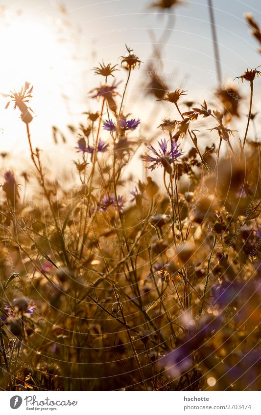 Kornblumen im Gegenlicht Umwelt Natur Landschaft Pflanze Sonne Sommer Herbst Schönes Wetter Wärme Blume Gras Blüte Wildpflanze Wiese Feld gelb gold violett