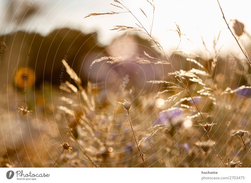 Wilde Blumen und Gräser im goldenen Herbst Umwelt Natur Landschaft Pflanze Sonne Sommer Klima Schönes Wetter Wärme Gras Blüte Wildpflanze Kornblume Sonnenblume