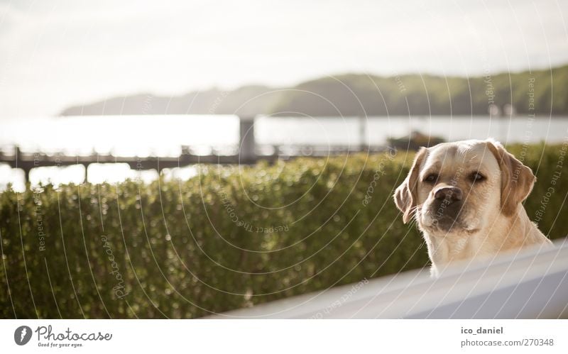 hä...? Freizeit & Hobby Landschaft Wasser Frühling Park Tier Haustier Hund 1 authentisch Freude Fröhlichkeit Labrador Retriever Farbfoto Gedeckte Farben