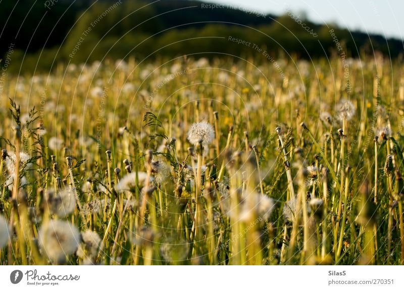 Frühlingswiese Natur Pflanze Blume Gras Sträucher Löwenzahn Wiese Hügel blau gelb grün weiß Farbfoto Außenaufnahme Menschenleer Tag Licht Sonnenlicht