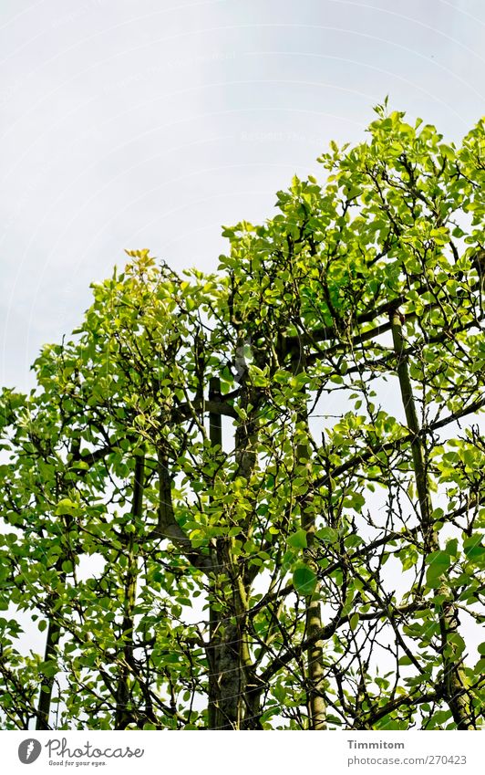 Traum/Alptraum Umwelt Natur Pflanze Himmel Frühling Baum Park Heidelberg Stadtrand Holz Wachstum grün schwarz Gefühle Unterdrückung Verbote Wuchshilfe Vorgabe