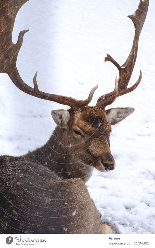 Alterserscheinung | Imponiergehabe Damwild Wildtier Hirsche beobachten ruhig Geweih Schnee Winter alt groß natürlich braun Tier weiß Zufriedenheit Macht