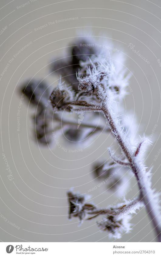 Saisonende II Winter Eis Frost Brombeerbusch frieren kalt Spitze braun weiß Tod Schmerz Überleben Vergänglichkeit erfrieren Gedeckte Farben Außenaufnahme