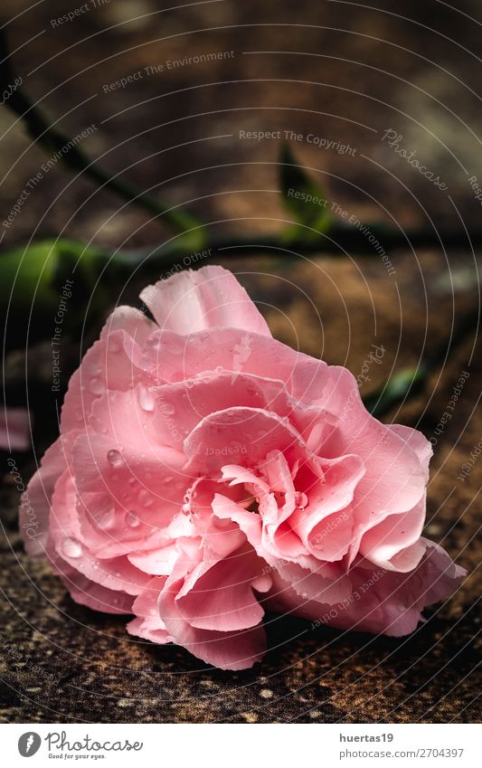 Blumenstrauß aus rosa Nelkenblüten elegant Stil Design schön Valentinstag Natur Pflanze natürlich grün Liebe Romantik Farbe Hintergrund geblümt Valentinsgruß