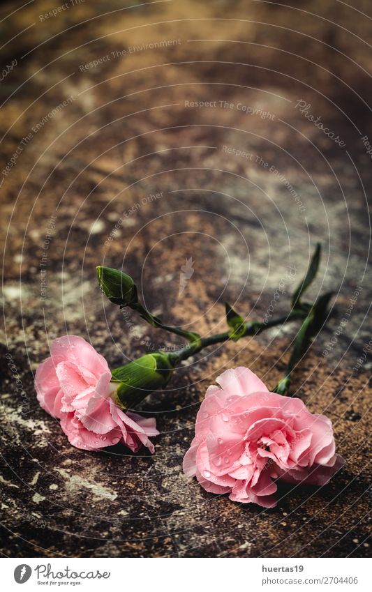 Blumenstrauß aus rosa Nelkenblüten elegant Stil Design Feste & Feiern Valentinstag Kunst Natur Pflanze natürlich grün Liebe Romantik Farbe Hintergrund geblümt