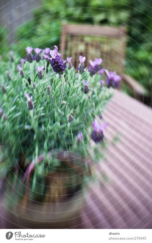 Lavandula Umwelt Natur Pflanze Sträucher Blatt Blüte Nutzpflanze Topfpflanze Lavendel Garten Blühend Duft Wachstum braun grün violett Tisch Kot Farbfoto