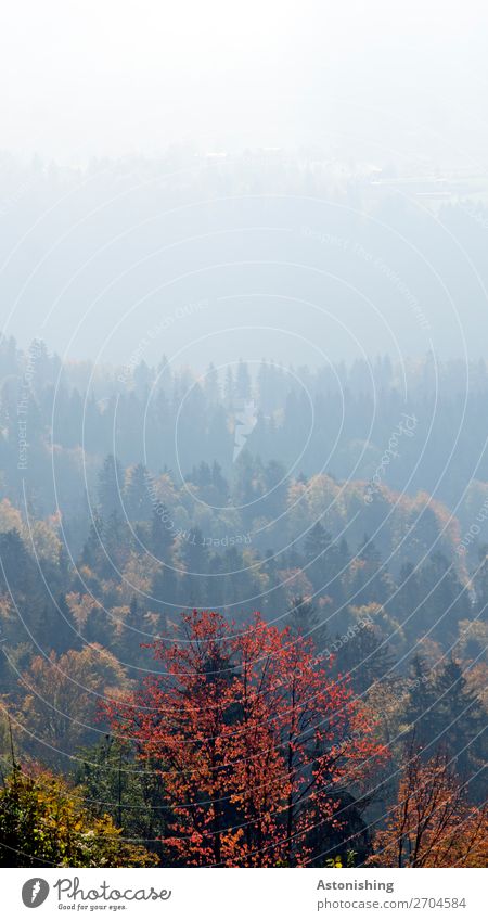 im Nebel verschwinden die Bäume Umwelt Natur Landschaft Pflanze Luft Himmel Herbst Wetter Baum Blatt Wald Hügel blau gelb rot verschwunden Dunst Abstufung