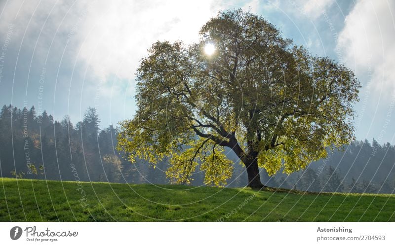 der Baum Umwelt Natur Landschaft Pflanze Himmel Wolken Sonne Sonnenlicht Sommer Wetter Schönes Wetter Blatt Grünpflanze Wiese Feld Wald Hügel alt gigantisch