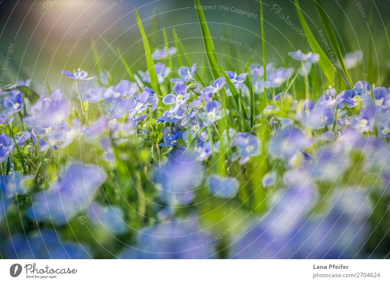 Feld mit frischen Morgenblumen im Frühjahr Natur Landschaft Pflanze Blume Gras Gefühle Fröhlichkeit Leidenschaft Postkarte Wiesenblume zart duftig Delikatesse