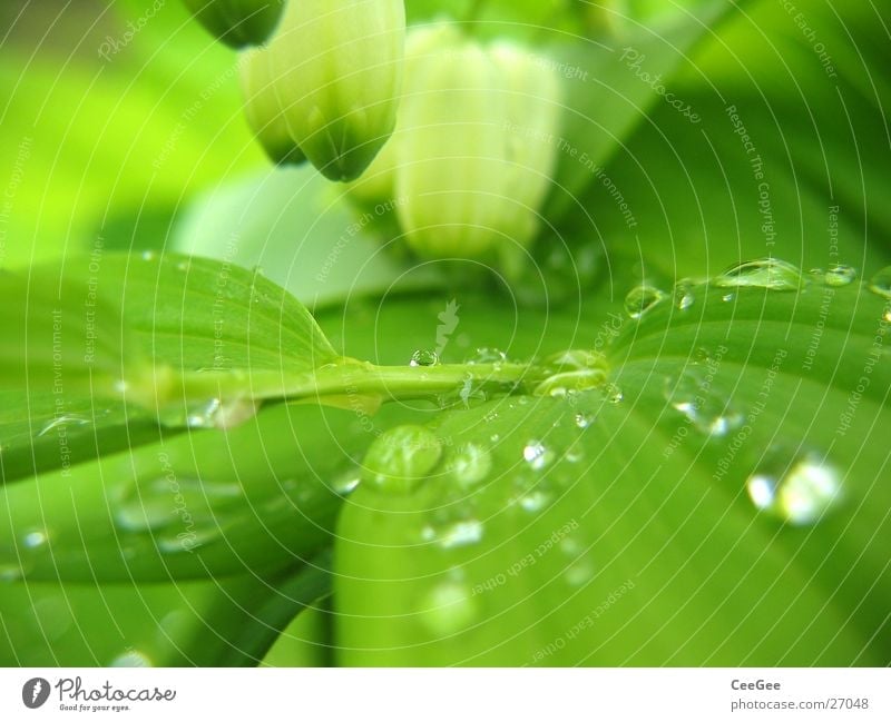 Wasser im Grünen 2 Pflanze Blume grün nass feucht Blatt Blüte weiß hängen Makroaufnahme Nahaufnahme Regen Wassertropfen Natur Zweig