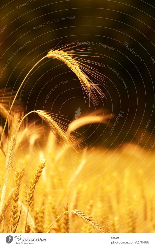 Habe die Ähre Lebensmittel Getreide Bioprodukte Sommer Umwelt Natur Landschaft Pflanze Schönes Wetter Nutzpflanze Feld leuchten Wachstum natürlich gelb gold