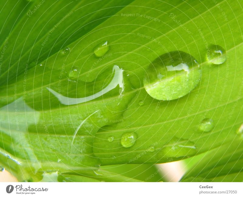 Tropfen Pflanze Blume grün nass feucht Blatt Makroaufnahme Nahaufnahme Regen Wassertropfen Natur