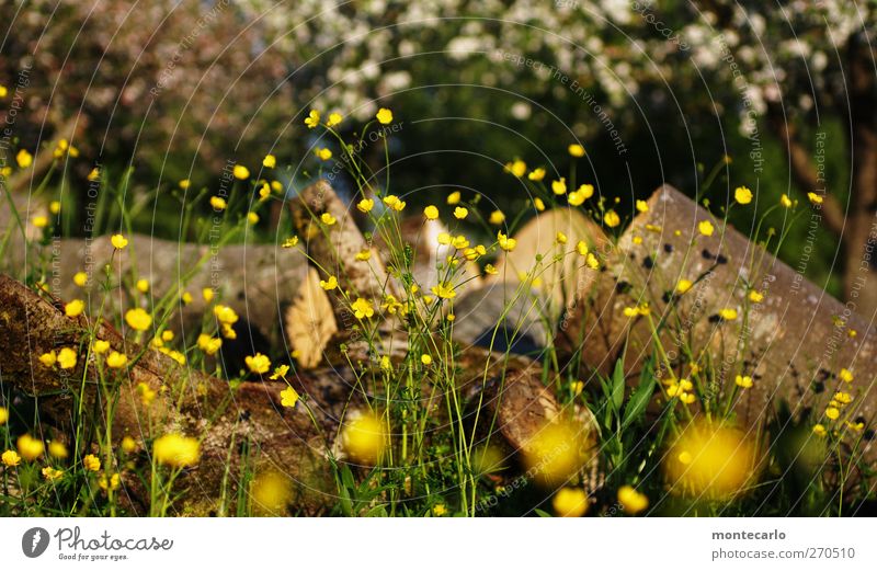 Ich nehme "Natur" (100) Herr Thoelke... Umwelt Landschaft Pflanze Sonne Sonnenlicht Frühling Schönes Wetter Baum Blume Gras Sträucher Blatt Blüte Grünpflanze