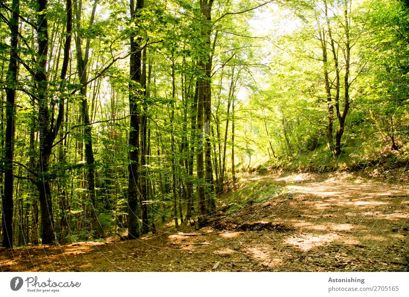 in der Kurve Umwelt Natur Landschaft Pflanze Sommer Wetter Schönes Wetter Baum Wald Albanien Wege & Pfade hell gelb grün Baumstamm Blätterdach Blatt Boden Ast