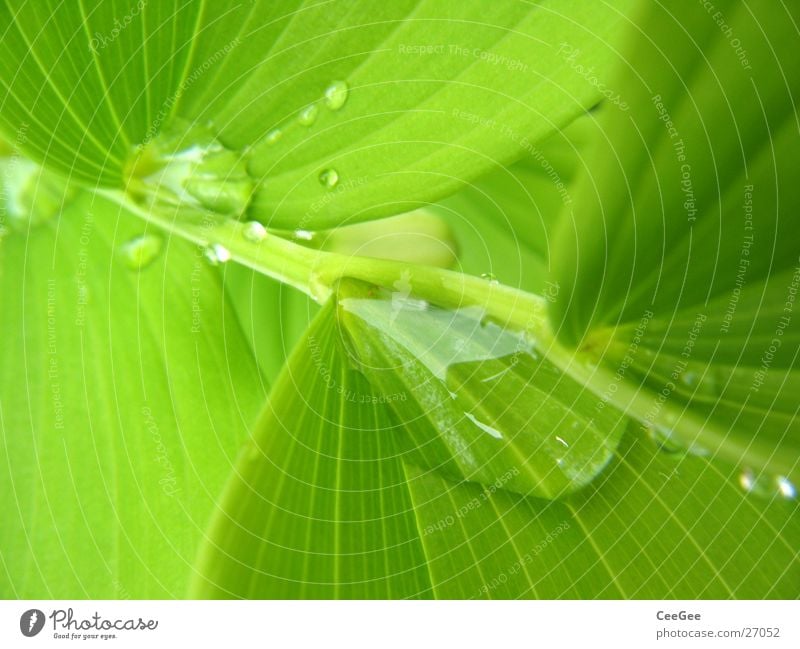 Wasser im Grünen 5 Pflanze Blume grün nass feucht Blatt Makroaufnahme Nahaufnahme Regen Wassertropfen Natur Zweig