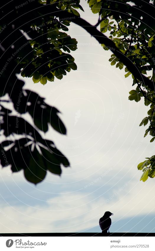 Ausschau zum Paradies Umwelt Natur Himmel Pflanze Baum Vogel 1 Tier schwarz Farbfoto Außenaufnahme Menschenleer Textfreiraum Mitte Tag Licht Schatten Kontrast