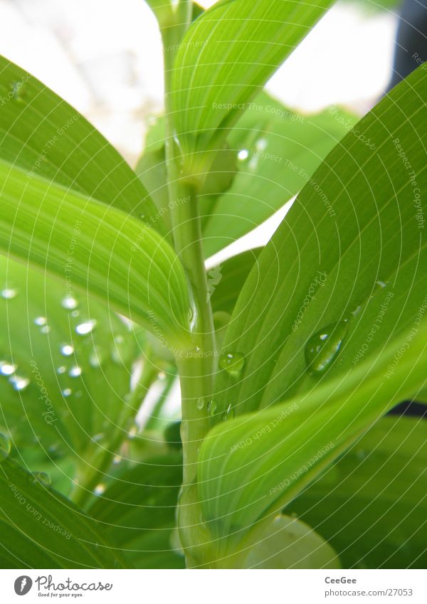 der grüne Zweig Pflanze Blume Blatt Makroaufnahme Nahaufnahme Natur